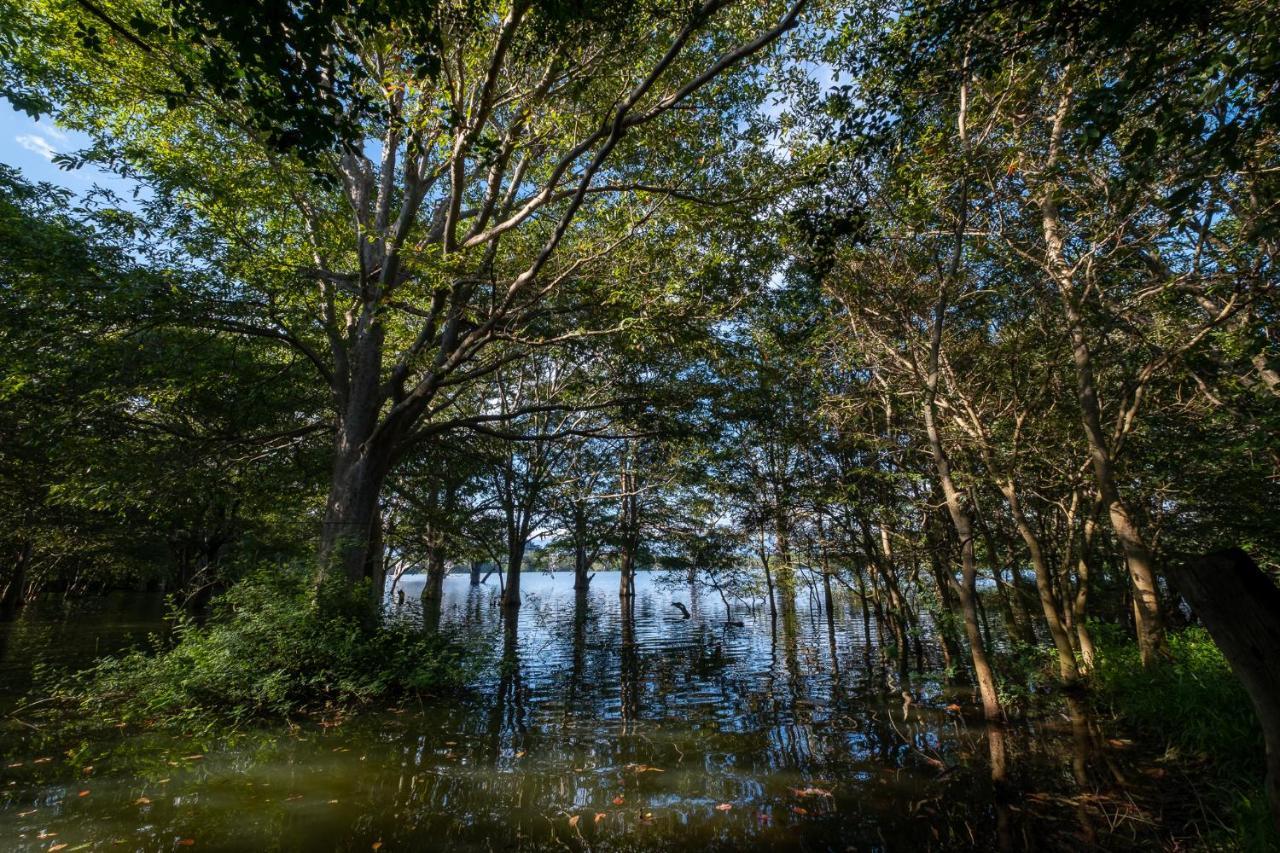 Banyan Camp Villa Hambegamuwa Kültér fotó